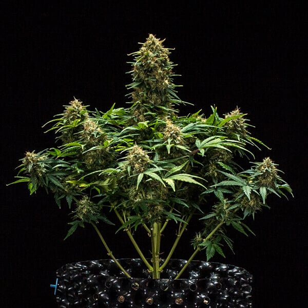 Royal Queen Seeds Kenevir Tohumu Sweet Skunk Auto