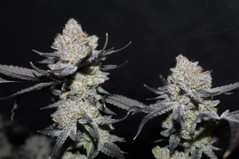 Semillas de Marihuana Fast Buds Tropicana Cookies FF