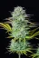 Fast Buds Cannabis Seeds Kosher Cake Auto