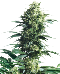 Sensi Seeds Kanepiseemned Mother's Finest® Regular, 10 tk