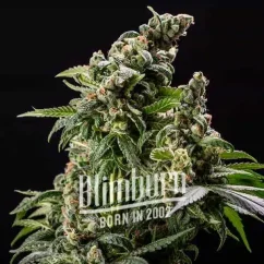 Blimburn Seeds Cannabis Seeds Cafe Racer Auto