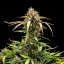 Royal Queen Seeds Semi di cannabis North Thunderfuck Auto