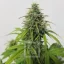 Blimburn Seeds Cannabis Seeds AK Auto