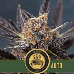 Blimburn Seeds Sementes de Cannabis Tangie Auto