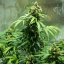 Royal Queen Seeds Graines de cannabis Royal Dwarf Auto