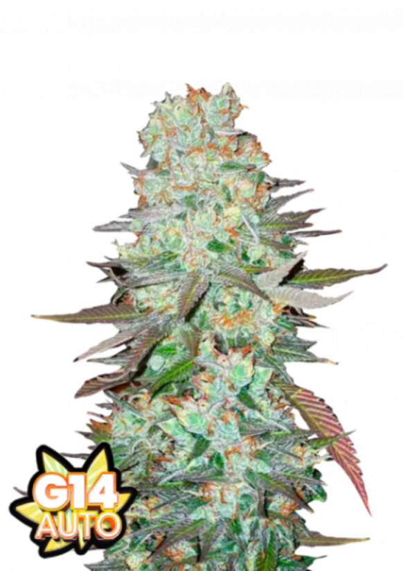 Semillas de Marihuana Fast Buds G14 Auto