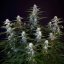 Royal Queen Seeds Cannabis Seeds Orion F1 Auto