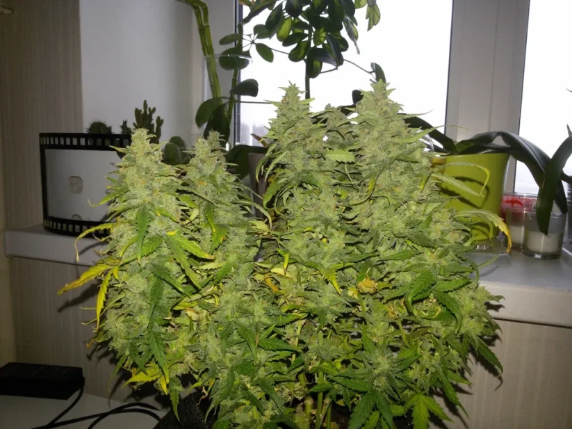 Семена от канабис Fast Buds G14 Auto