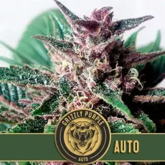 Blimburn Seeds კანაფის თესლი Grizzly Purple Auto