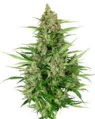 Sensi Seeds კანაფის თესლი Double Kush Cake Automatic Feminized, 3-10 ც.