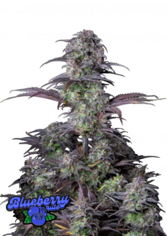 Fast Buds Żerriegħa tal-Kannabis Blueberry Auto