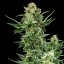 Royal Queen Seeds კანაფის თესლი Royal Dwarf Auto