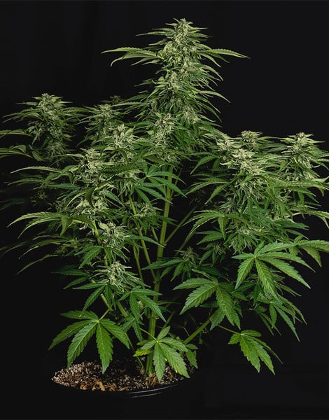 Royal Queen Seeds Graines de cannabis Apollo F1 Auto