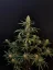 Graines de cannabis Fast Buds Jack Herer Auto