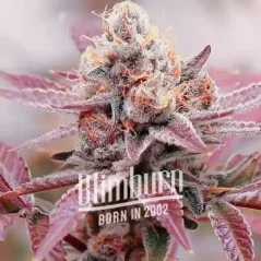 Blimburn Seeds Cannabis Zaden Glookies Auto