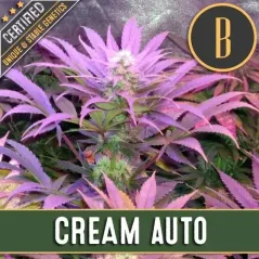 Blimburn Seeds Semillas de Cannabis Cream Auto