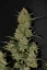 Graines de cannabis Fast Buds OG Kush Auto