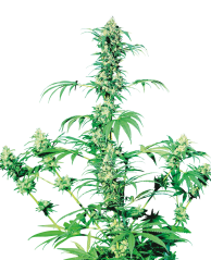 Sensi Seeds Konopljina semena Early Girl® Regular, 10 kos