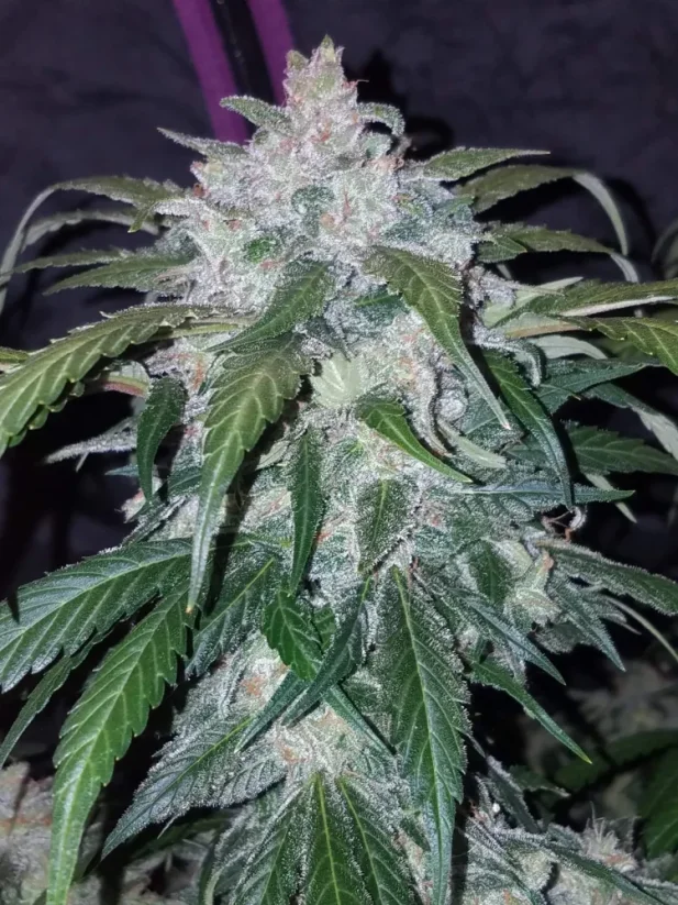 Semi di cannabis Fast Buds Tangie Auto