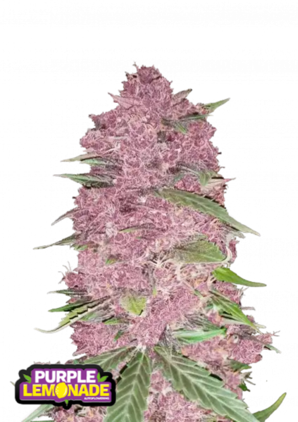 Fast Buds Cannabis Seeds Purple Lemonade Auto