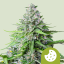 Royal Queen Seeds Esrar Tohumları Royal Cookies Auto