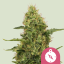 Royal Queen Seeds Cannabis Seeds Northern Light Feminized