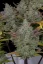 Fast Buds Sementes de Cannabis Gorilla Cookies Auto