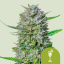 Royal Queen Seeds Seminte de canabis Mimosa Auto