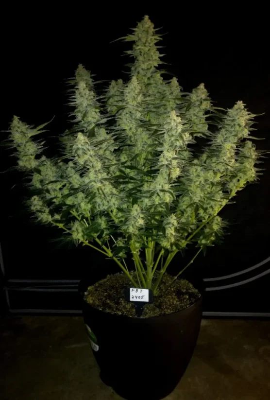 Fast Buds Nasiona konopi Papaja Ciasteczka Auto