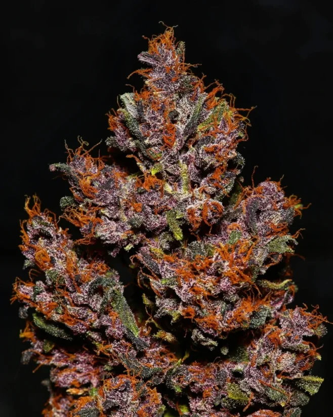 Fast Buds Esrar Tohumları Crystal Meth Auto