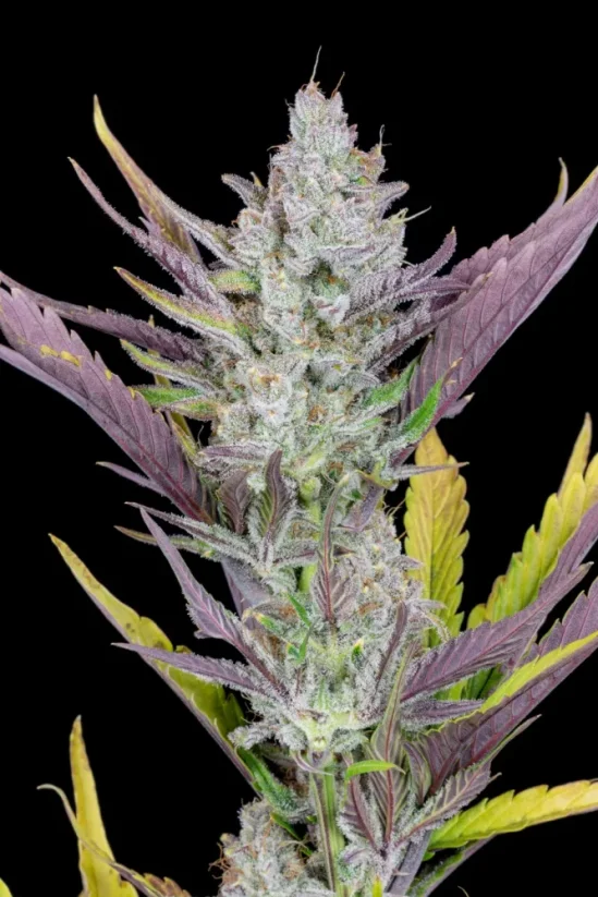 Fast Buds Cannabis Seeds Svadobné lepidlo Auto