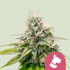 Royal Queen Seeds Cannabis Seeds Kali Dog Nőiesített