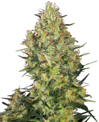 Sensi Seeds Ganja Shiva Skunk® Reguler, 10 pcs