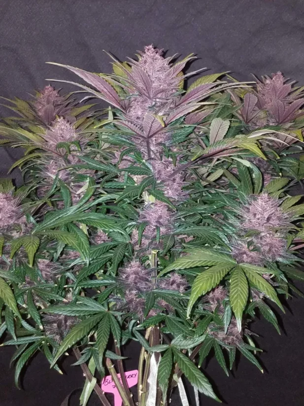 Graines de cannabis Fast Buds Blackberry Auto