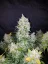 Semillas de Marihuana Fast Buds Stardawg Auto