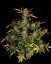 Fast Buds Cannabis Seeds Ztrawberriez Auto