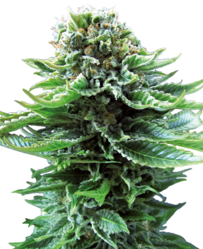 Sensi Seeds Cannabisfrø Northern Lights Automatic® Feminiseret, 3-10 stk.