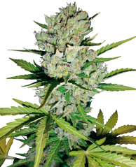 Sensi Seeds Semillas de cannabis Skunk #1 Automatic Feminizadas de White Label, 3-10 uds.