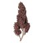 Royal Queen Seeds Cannabis Seeds Purplematic Auto (High CBD)