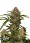 Fast Buds Cannabis Seeds Guava Auto