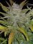 Fast Buds Sementes de Cannabis Rhino Ryder Auto