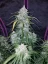 Graines de cannabis Fast Buds Pineapple Express Auto