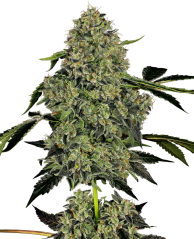 Sensi Seeds კანაფის თესლი OG Kush Automatic Feminized by White Label, 3-10 ც.