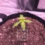 Blimburn Seeds Cannabisfrön Grizzly Lila Auto