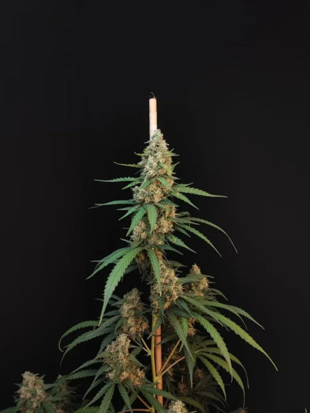 Fast Buds Cannabis Seeds Cheese Auto