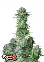 Fast Buds კანაფის თესლი Kosher Cake Auto