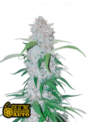 Fast Buds Hanfsamen Six Shooter Auto