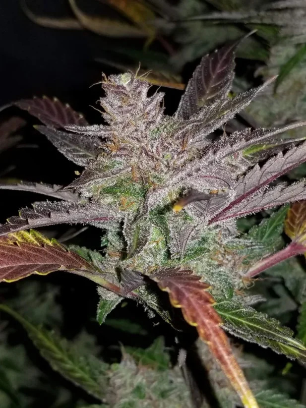 Fast Buds Cannabis Seeds Cream Cookies Auto