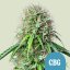 Royal Queen Seeds Cannabis Seeds Royal CBG Auto (High CBD)