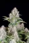 Fast Buds Żrieragħ tal-Kannabis Cinderella Auto